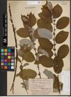 Foto von Salix caprea L.